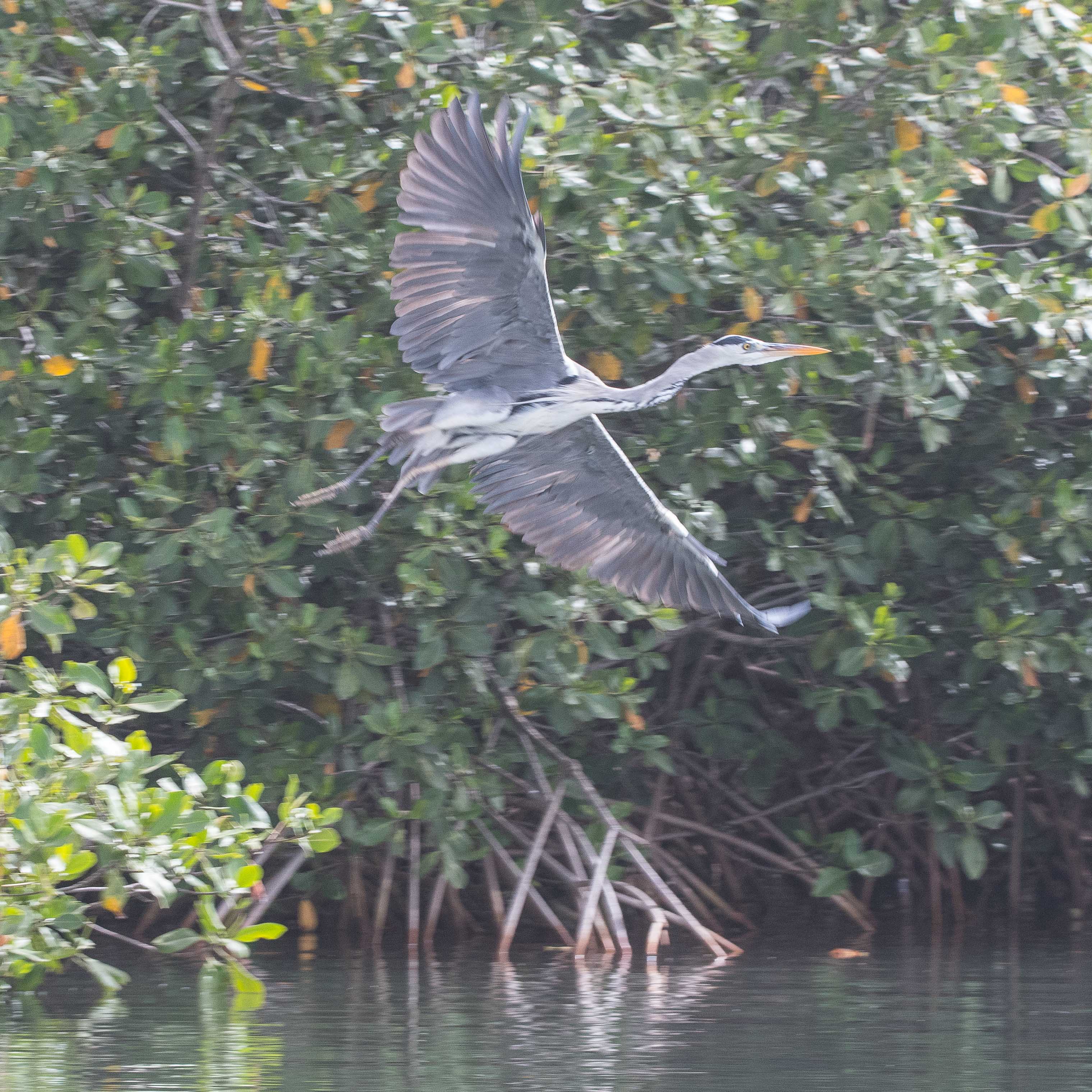 Héron cendré adulte (Grey Heron, Ardea cinerea), envol depuis la mangrove, Réserve Naturelle d'Interêt Communautaire de la Somone.